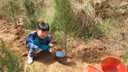 第一次种树