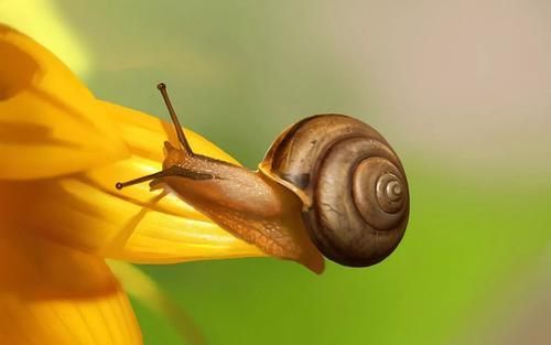 蜗牛