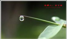 我是一滴小露珠