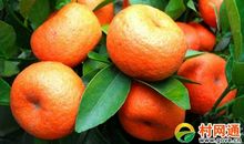 我爱家乡的橘子树