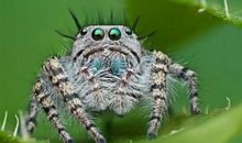 蜘蛛网上的奥秘