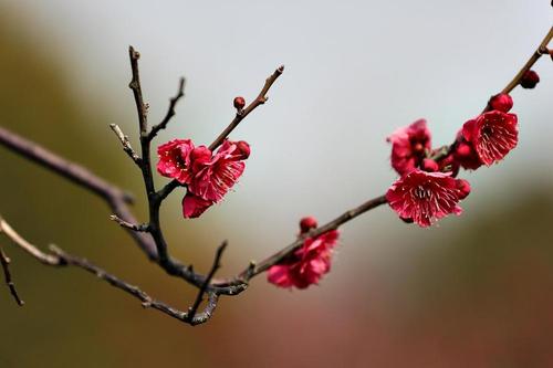 那梅花
