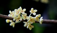 在桂花飘香的日子里