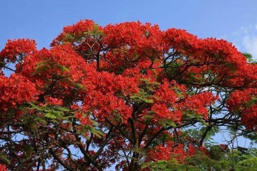 花开在这个世界上