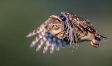 猫头鹰和啄木鸟