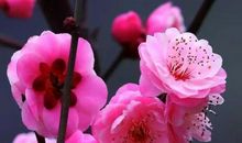 梅花怒放的时节