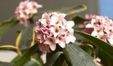 花香，常伴我左右