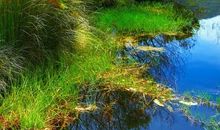 有时我想化作一道美景