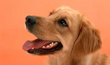 我最喜欢的动物——狗