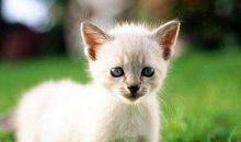 我喜欢的动物小猫