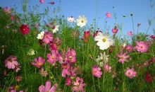 我愿是一株五角星花