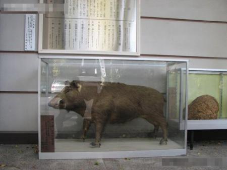 有趣的事情-抓住野猪