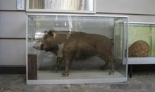 一件有趣的事－－抓野猪