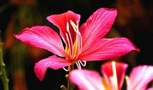 艳丽的花开在冬季