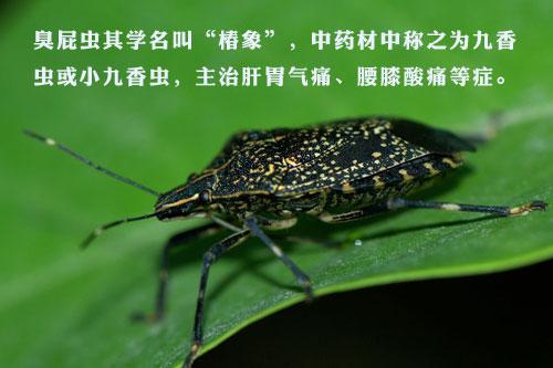 虫子
