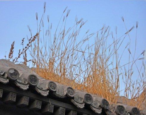 墙草