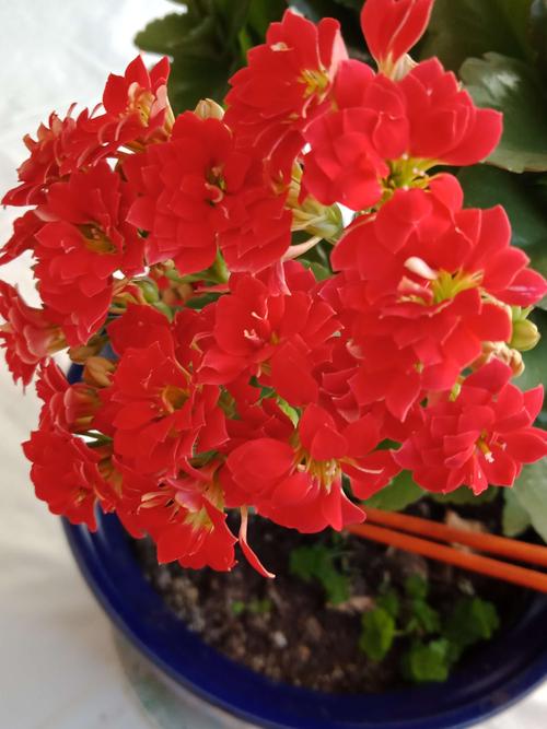 我喜欢长寿花