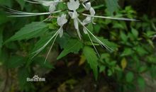 这也是一种良药