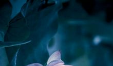 心中的花儿悄然绽放