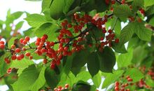 校园里的樱桃树