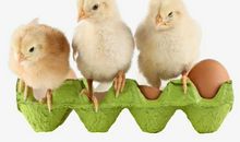 三只小鸡
