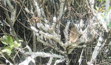 给小树穿棉衣作文