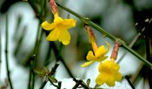 可爱的迎春花
