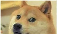 小狗我想对你说