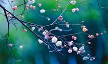 腊梅的精神品质