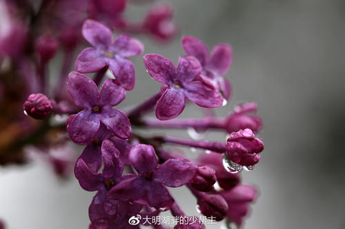 丁香在雨中