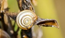 跑得飞快的蜗牛