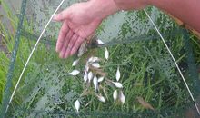 记忆中的捉小鱼