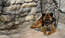 读《生命的铁链》有感