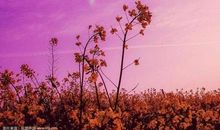 淡然心态助你成功