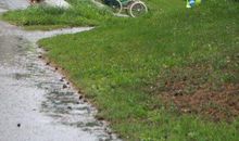 我喜欢学校的小树林