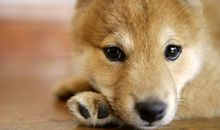 我喜欢的动物小狗