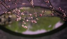 正是桃红柳绿的季节