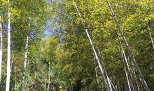 忆外婆家的秋天