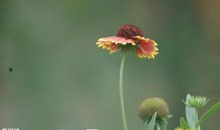 让心灵开出一朵花