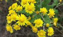 金秋的野菊_650字