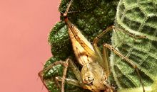 甲虫、蜘蛛和喜鹊