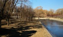 家乡冬天的竹子