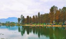 美丽的水杉之湖