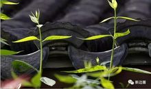 我从雨滴中感受到温暖