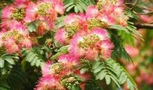 校园里的合欢花