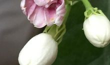 那一株茉莉，滋润着我的心