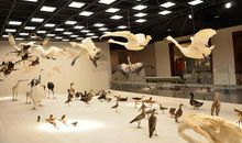 上海自然博物馆之旅