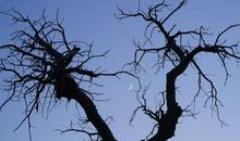 一曲生命的赞歌