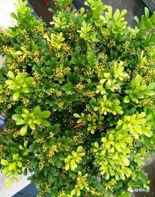 米兰的香气