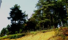 冬天里的一缕阳光